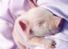 Тваринництво